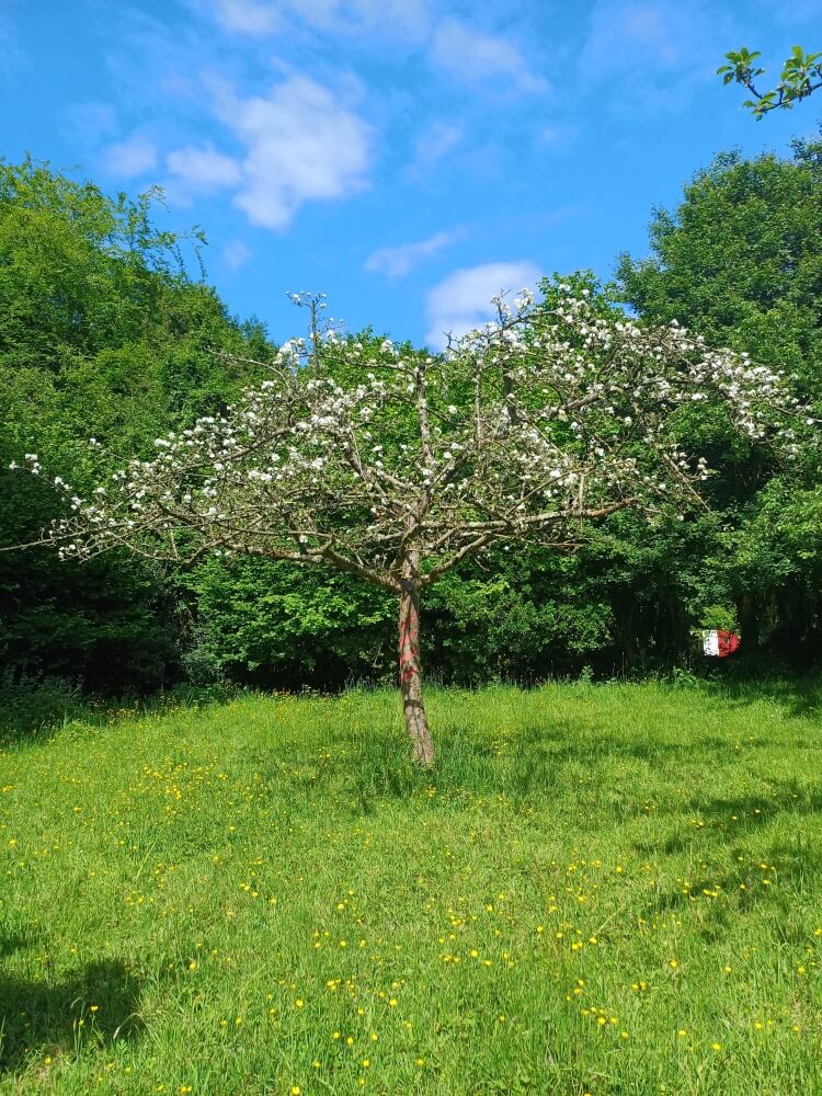 userfiles/produit/5478/arbre2_var_53_bouteille.jpg