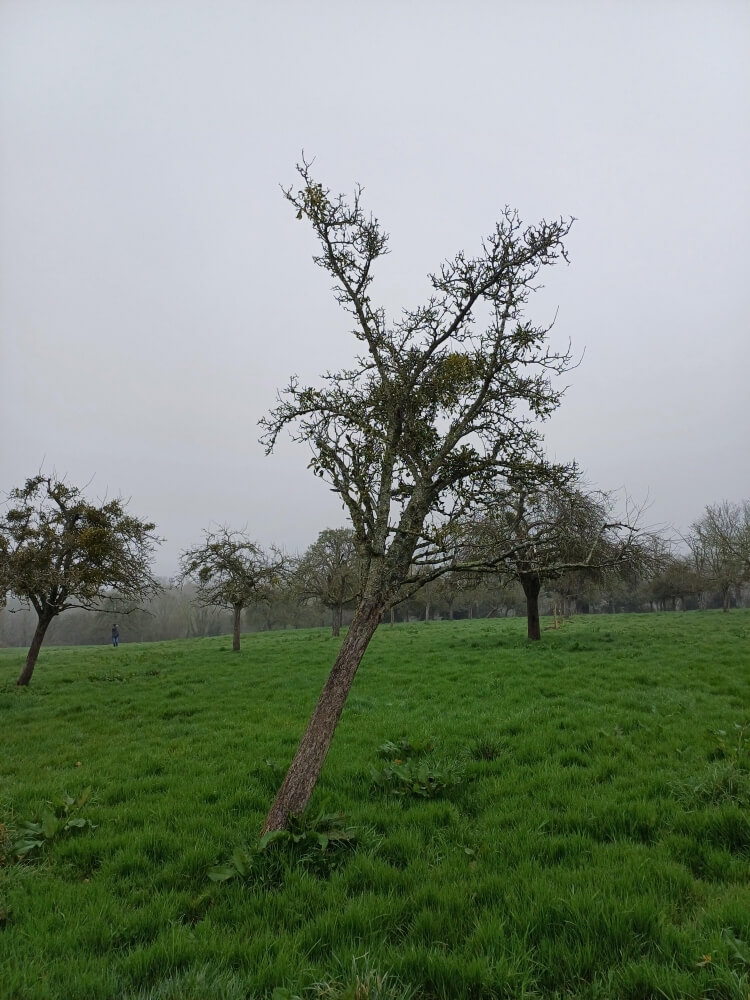 userfiles/produit/5478/arbre_var_53_bouteille.jpg