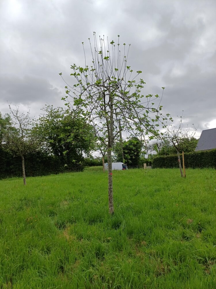 userfiles/produit/5495/arbre_var_68_cartigny.jpg