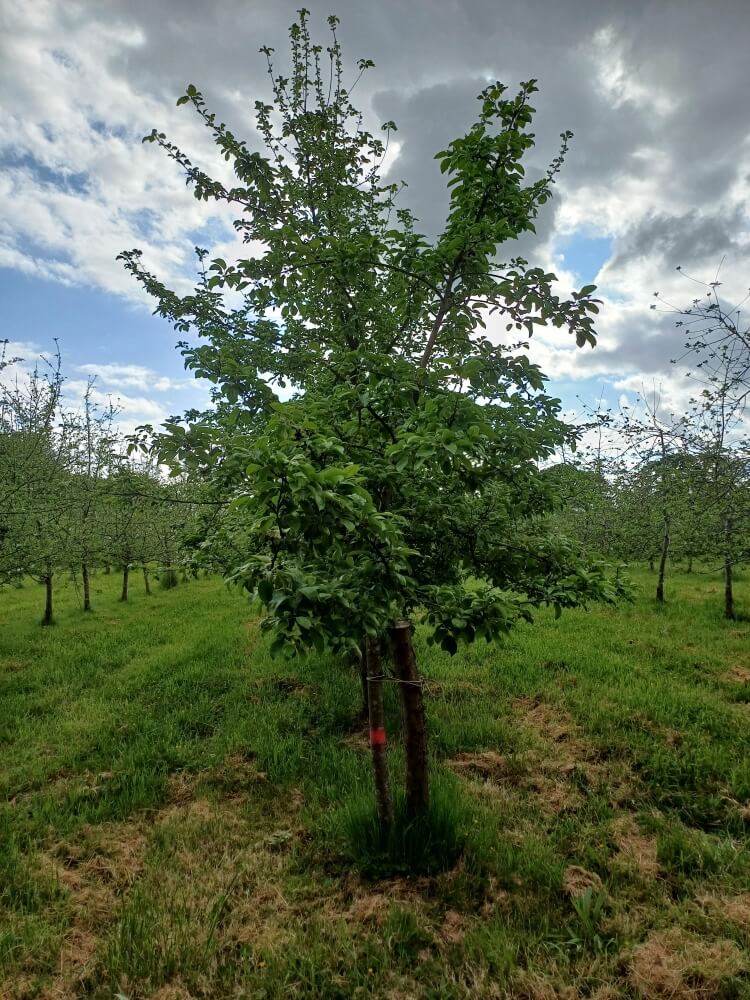 userfiles/produit/5569/arbre_var_133_domaines.jpg