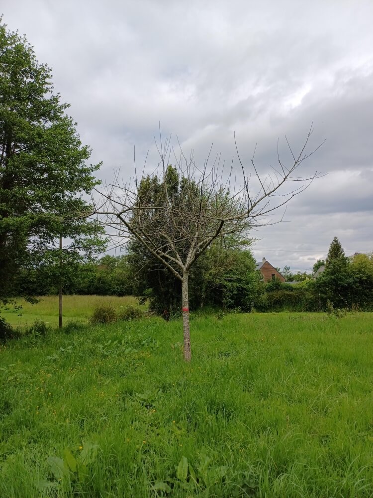 userfiles/produit/5633/arbre_var_199_grasselande.jpg