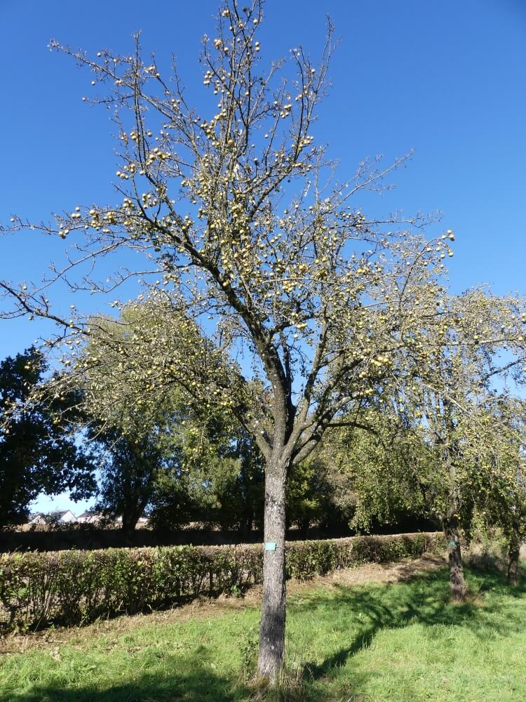 userfiles/produit/5726/arbre2_var_288_muscadet.jpg