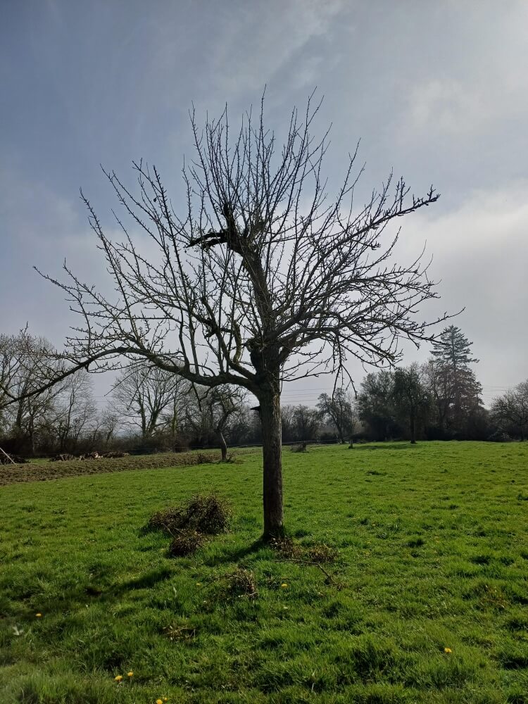 userfiles/produit/5726/arbre_var_288_muscadet.jpg